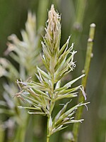 Anthoxanthum maderense