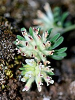 Anthyllis lemanniana