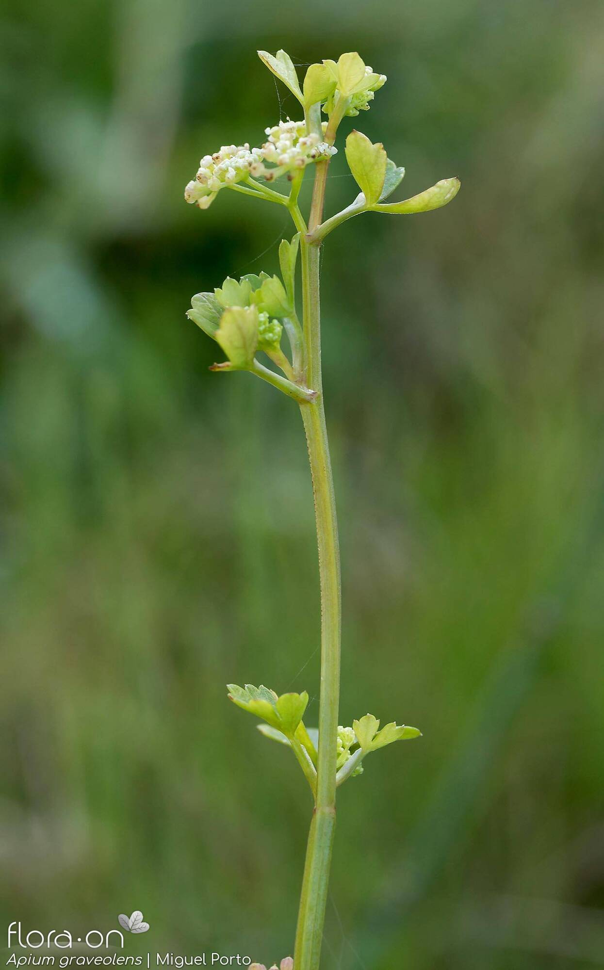 Apium graveolens - Flor (geral) | Miguel Porto; CC BY-NC 4.0