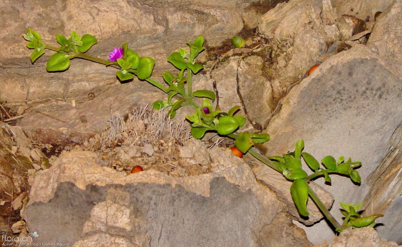 Aptenia cordifolia - Hábito | Carlos Aguiar; CC BY-NC 4.0