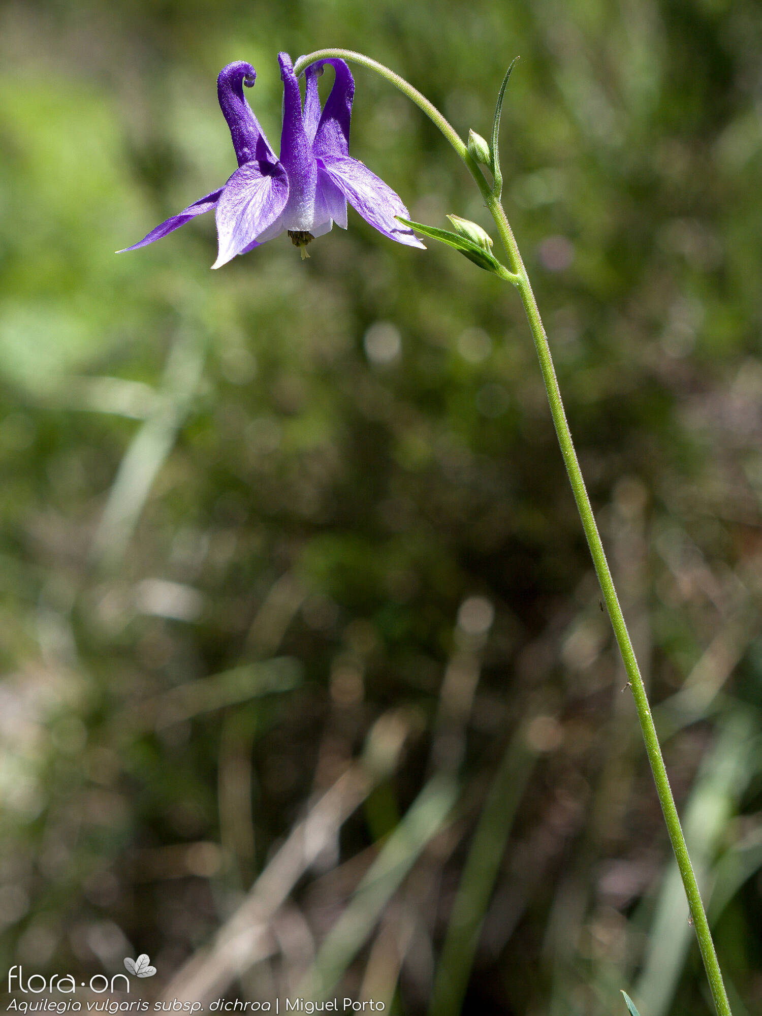 Aquilegia vulgaris dichroa - Flor (geral) | Miguel Porto; CC BY-NC 4.0
