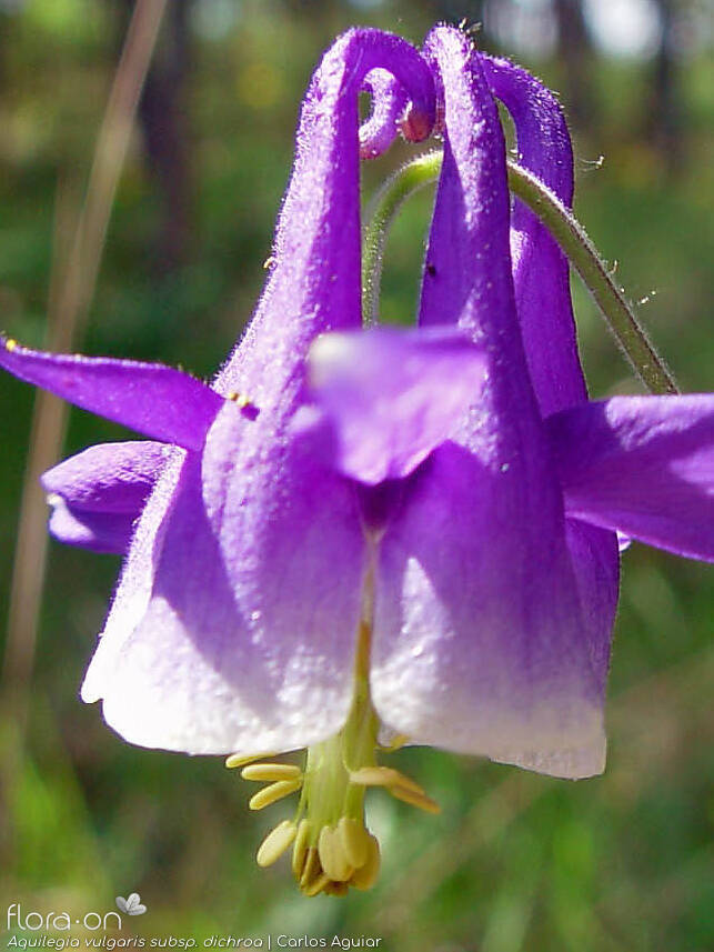 Aquilegia vulgaris dichroa - Flor (close-up) | Carlos Aguiar; CC BY-NC 4.0