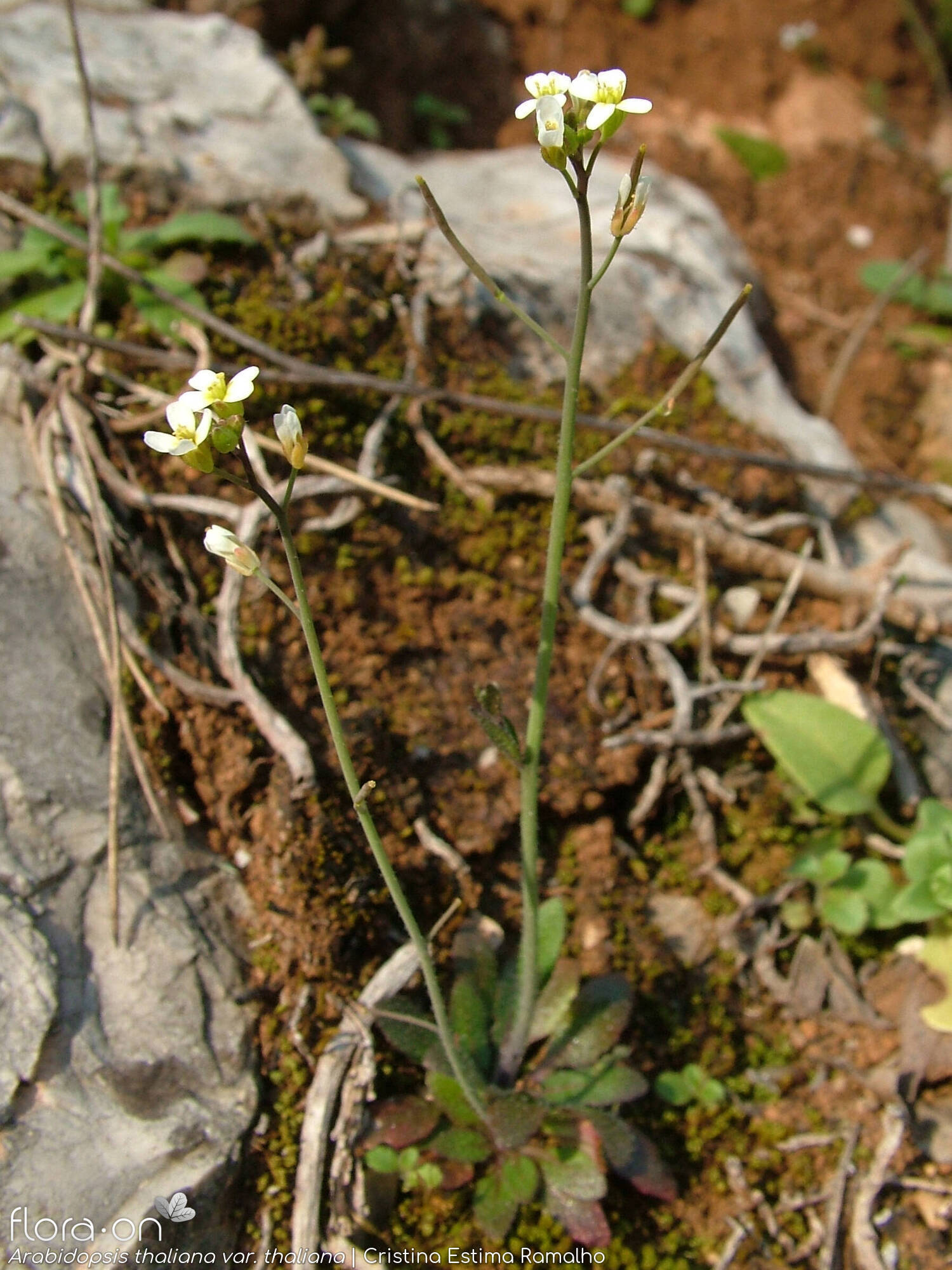 Arabidopsis thaliana thaliana - Hábito | Cristina Estima Ramalho; CC BY-NC 4.0