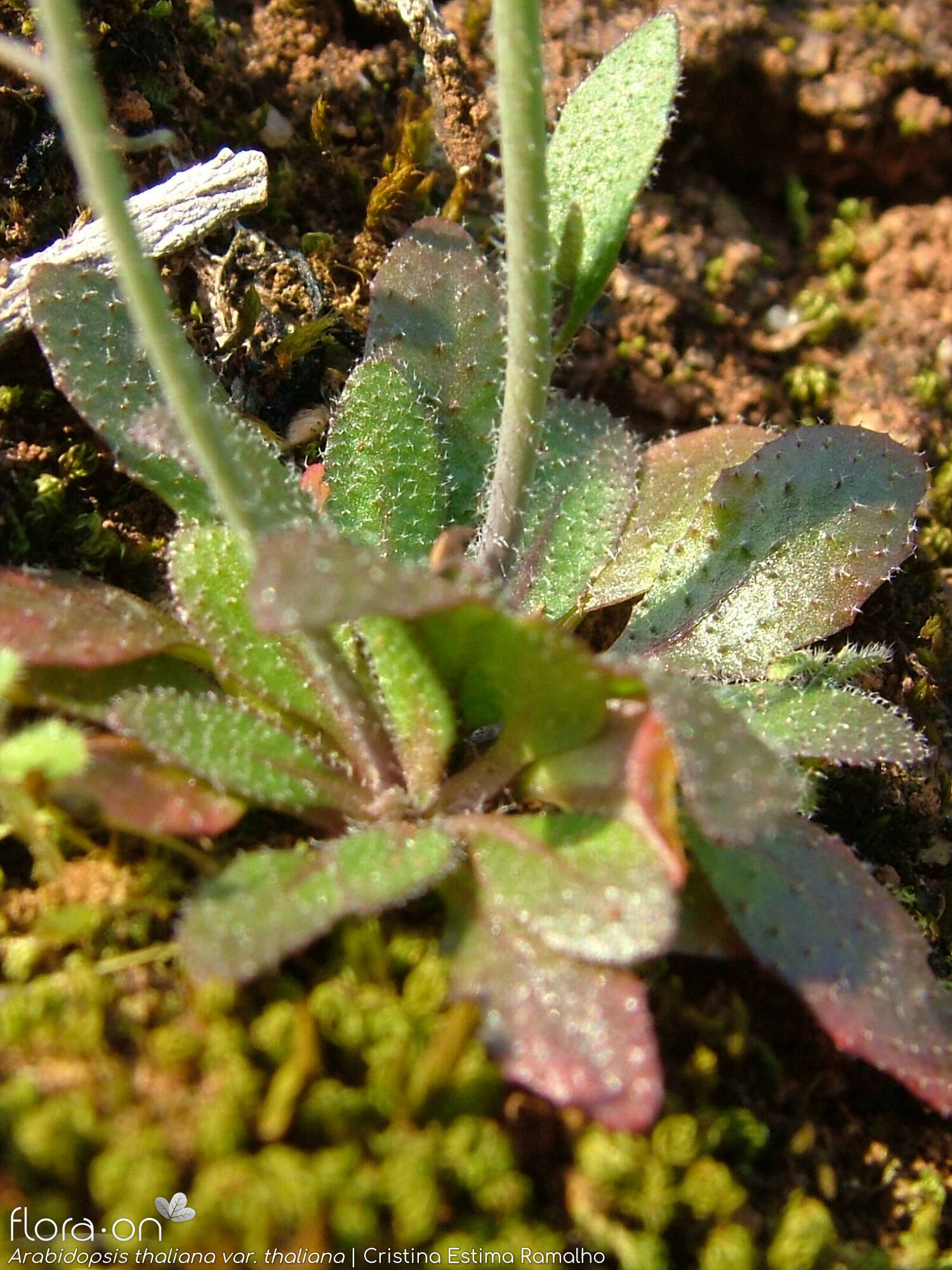 Arabidopsis thaliana thaliana - Folha | Cristina Estima Ramalho; CC BY-NC 4.0