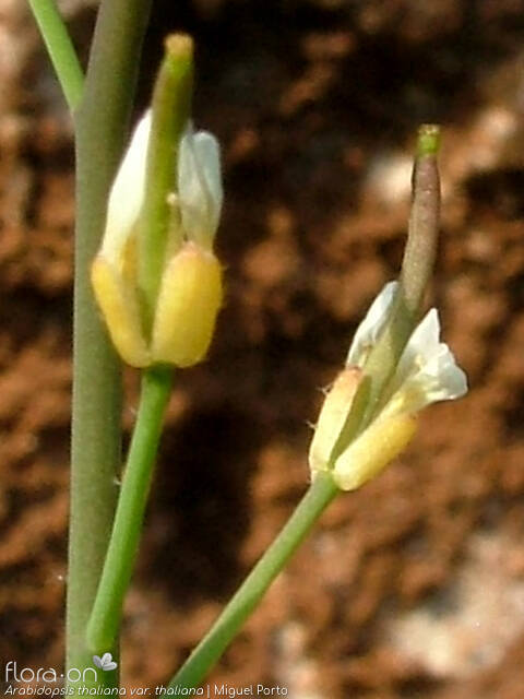Arabidopsis thaliana thaliana - Fruto | Miguel Porto; CC BY-NC 4.0