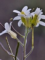 Arabis alpina
