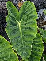 Araceae