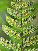 Arachniodes webbiana