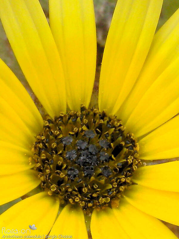 Arctotheca calendula - Flor (close-up) | Sergio Chozas; CC BY-NC 4.0