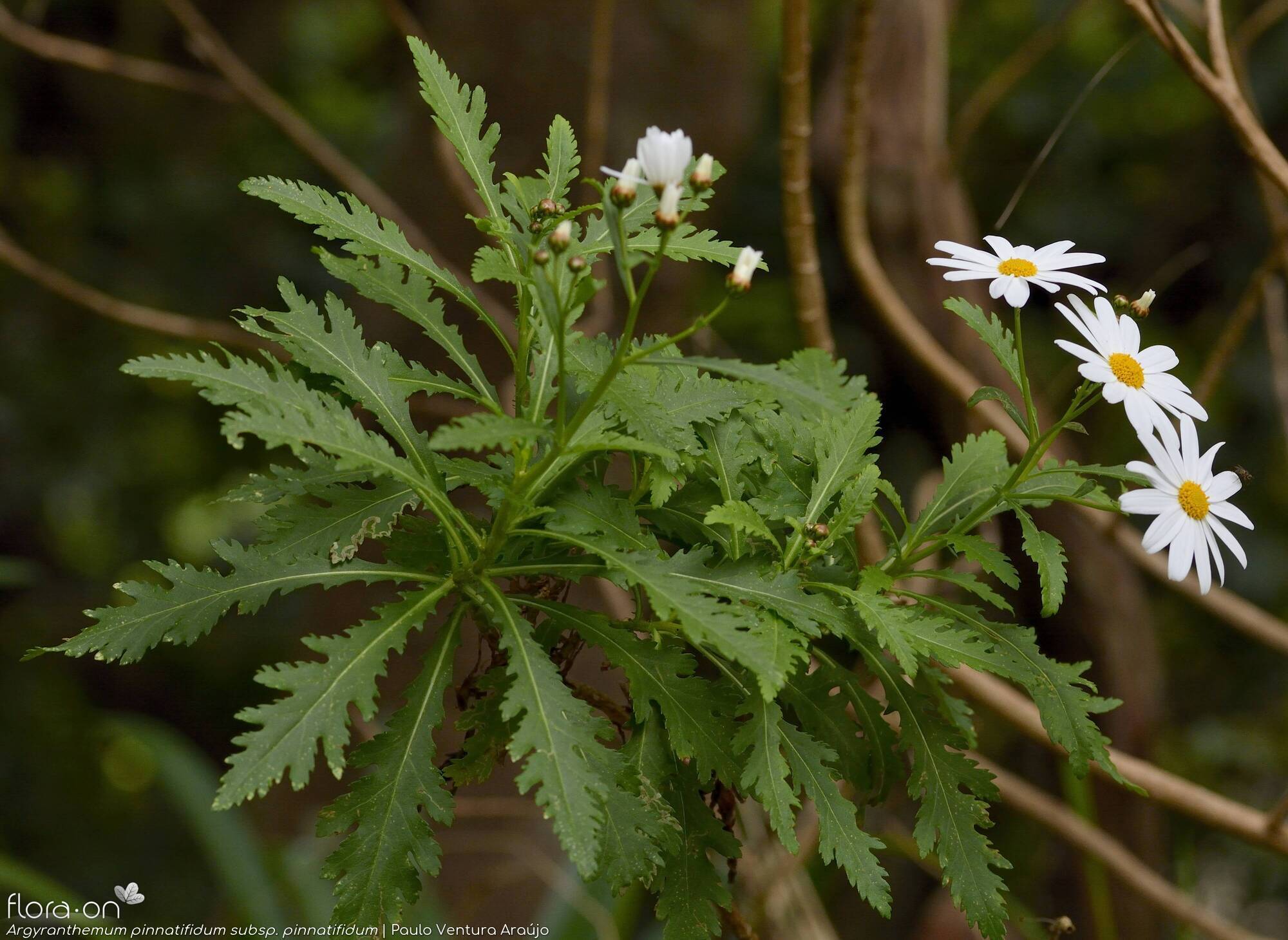 Argyranthemum pinnatifidum pinnatifidum - Folha (geral) | Paulo Ventura Araújo; CC BY-NC 4.0