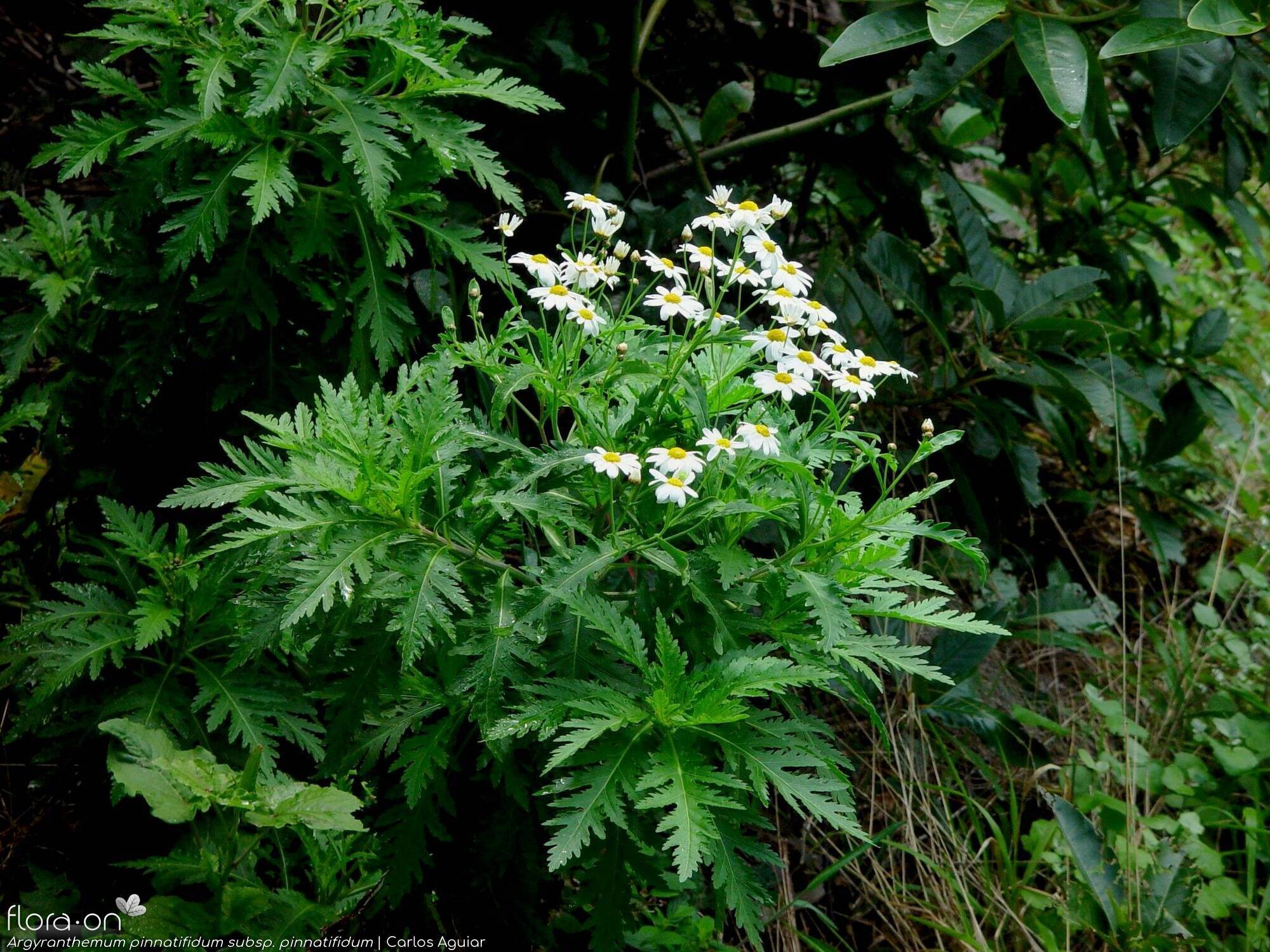Argyranthemum pinnatifidum pinnatifidum - Hábito | Carlos Aguiar; CC BY-NC 4.0