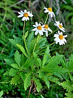 Argyranthemum pinnatifidum