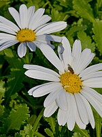 Argyranthemum pinnatifidum