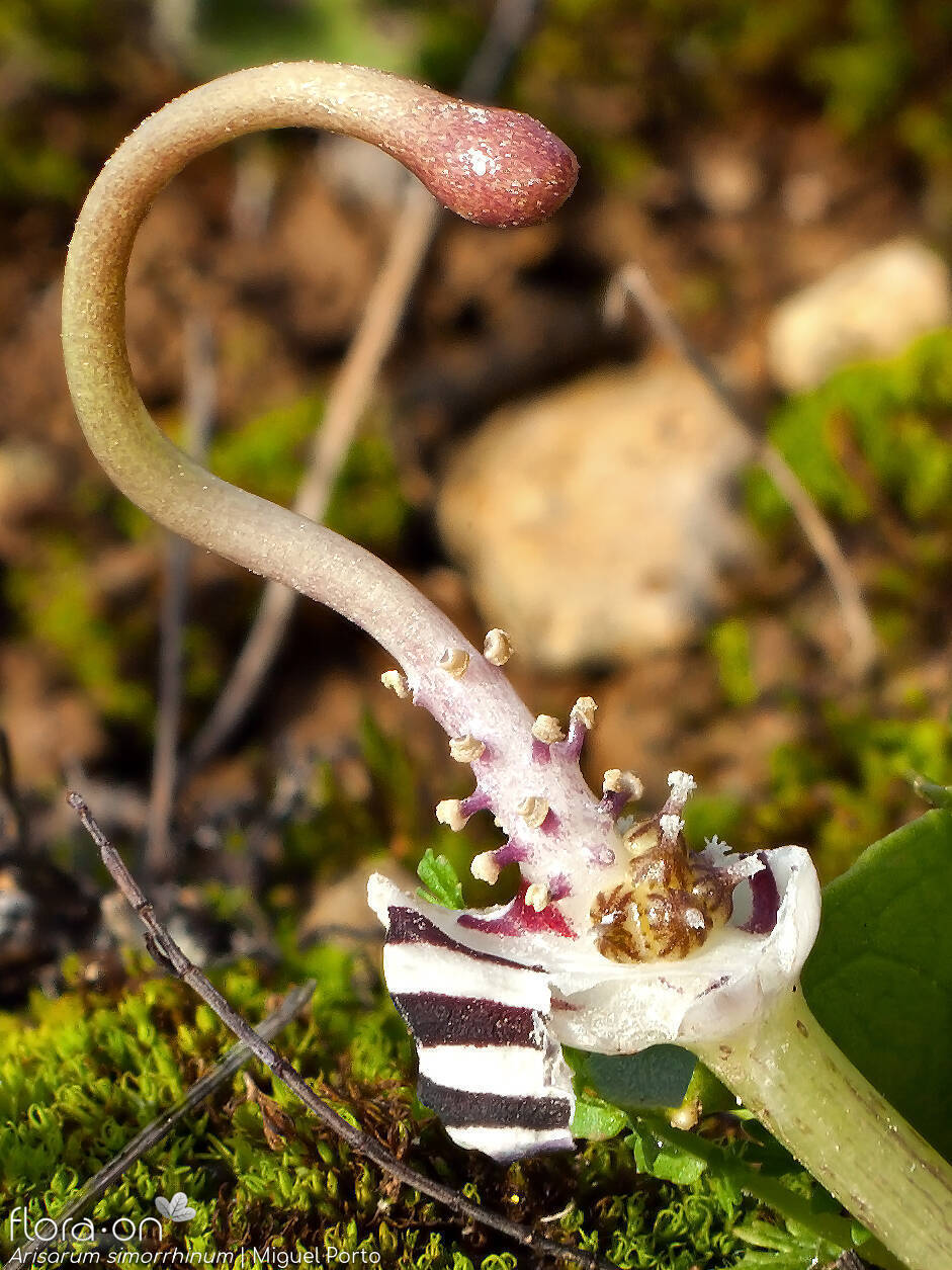 Arisarum simorrhinum - Flor (close-up) | Miguel Porto; CC BY-NC 4.0