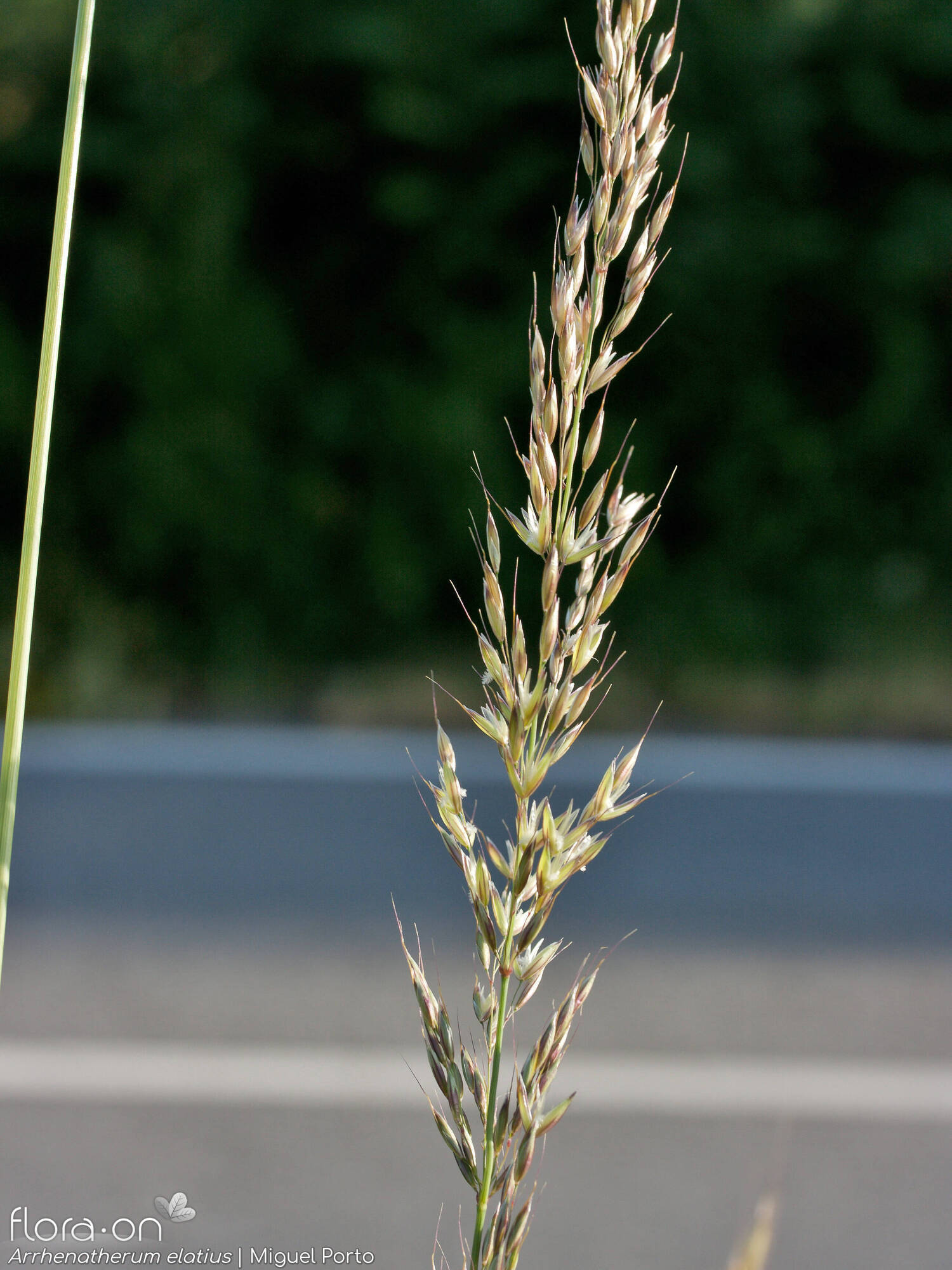 Arrhenatherum elatius - Flor (geral) | Miguel Porto; CC BY-NC 4.0