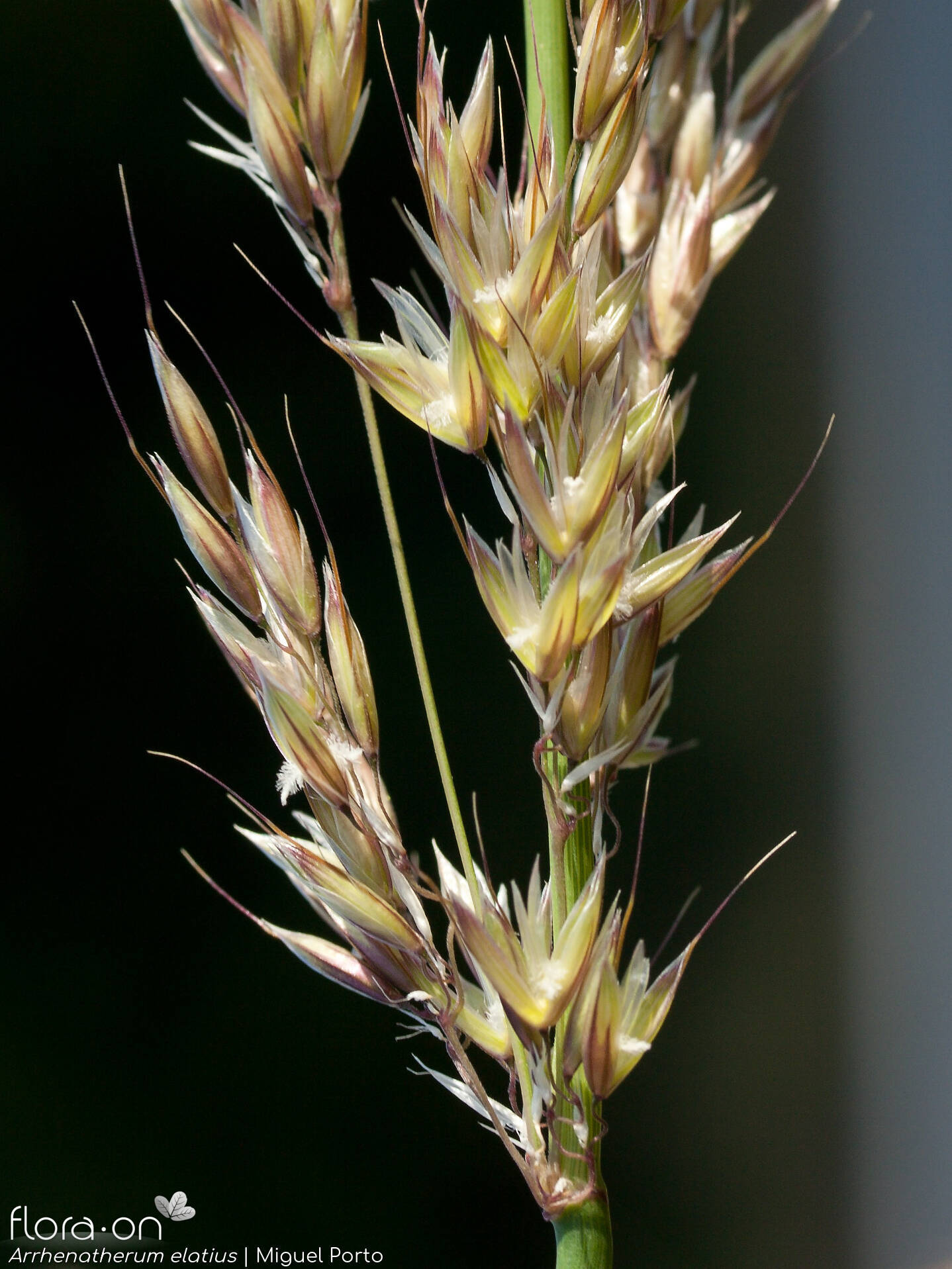 Arrhenatherum elatius - Flor (close-up) | Miguel Porto; CC BY-NC 4.0