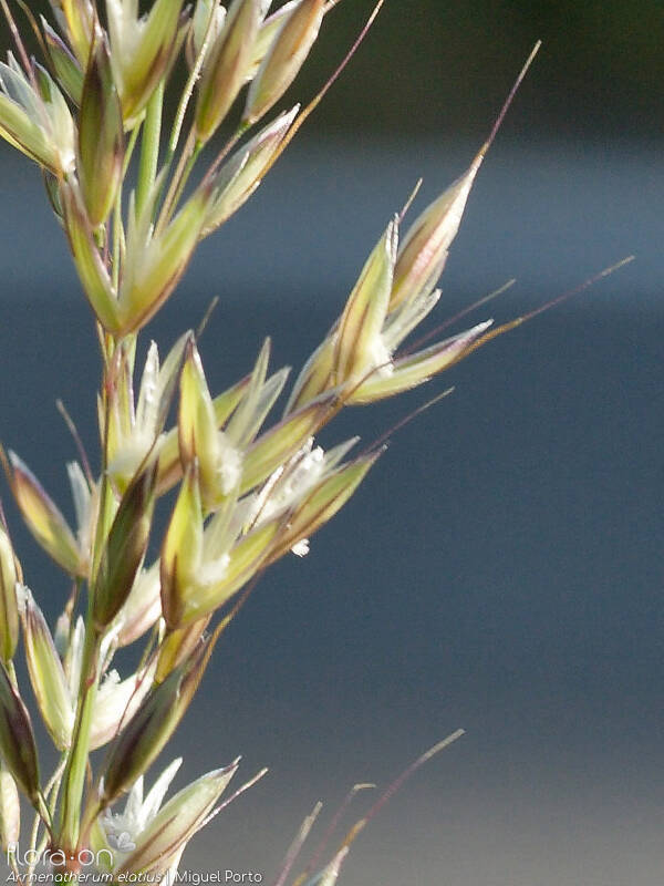 Arrhenatherum elatius - Flor (close-up) | Miguel Porto; CC BY-NC 4.0