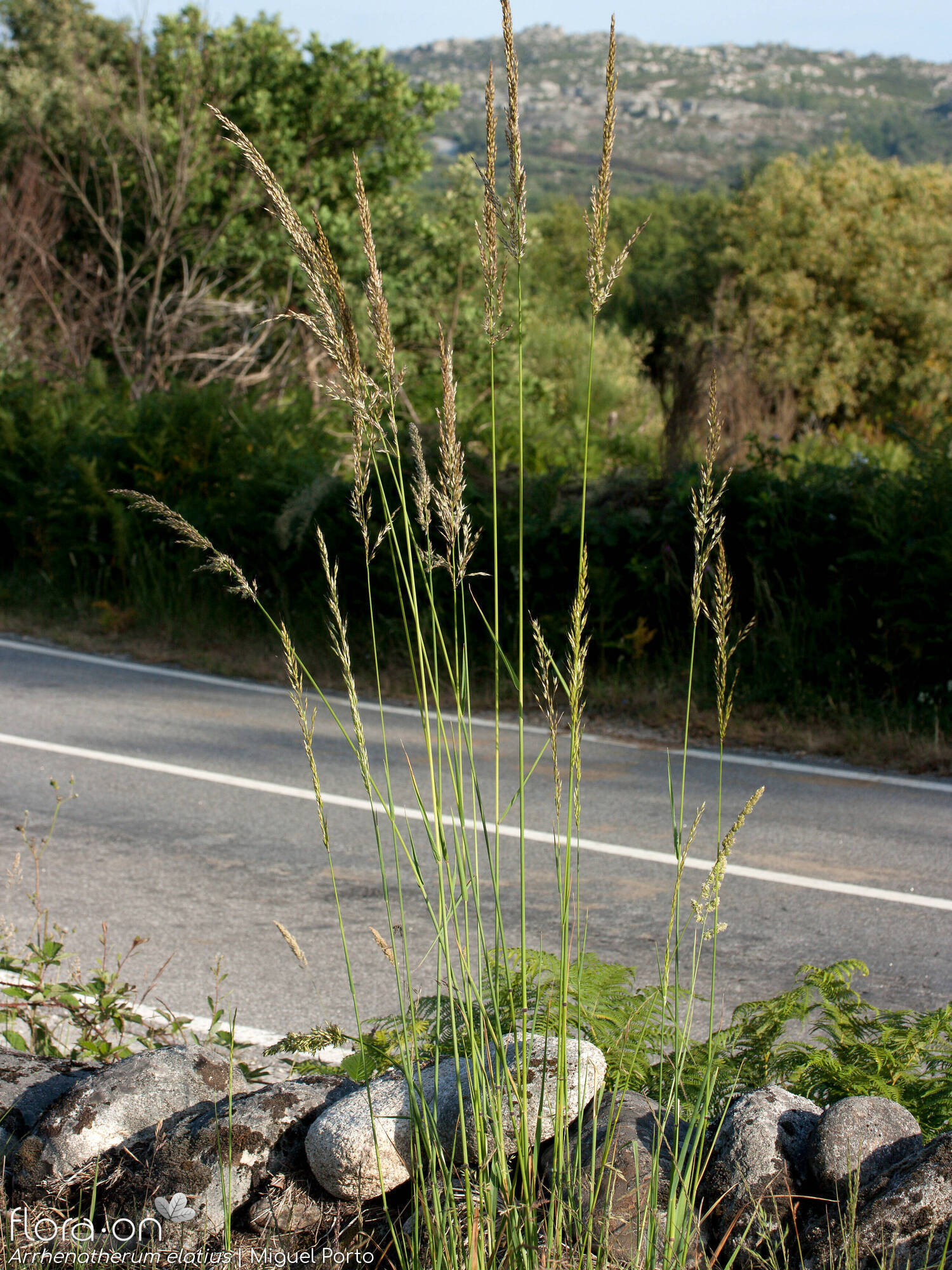 Arrhenatherum elatius - Hábito | Miguel Porto; CC BY-NC 4.0