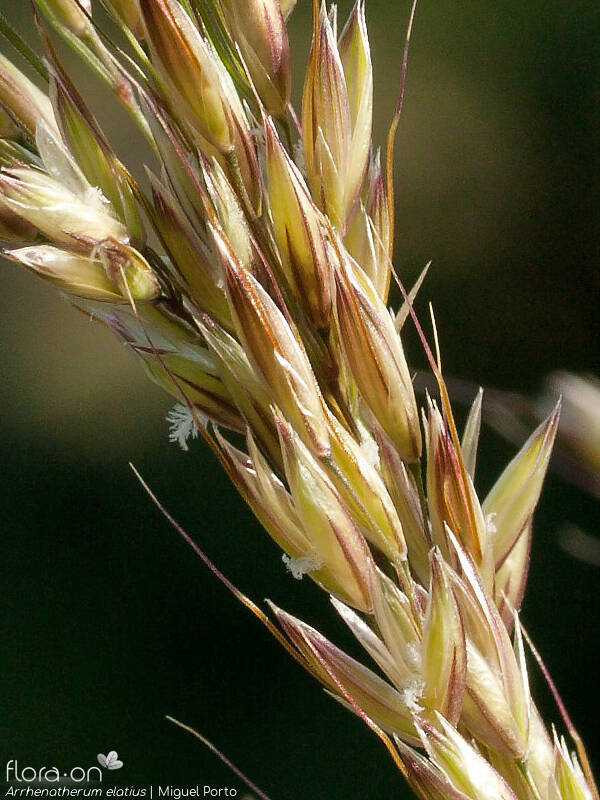 Arrhenatherum elatius - Flor (close-up) | Miguel Porto; CC BY-NC 4.0