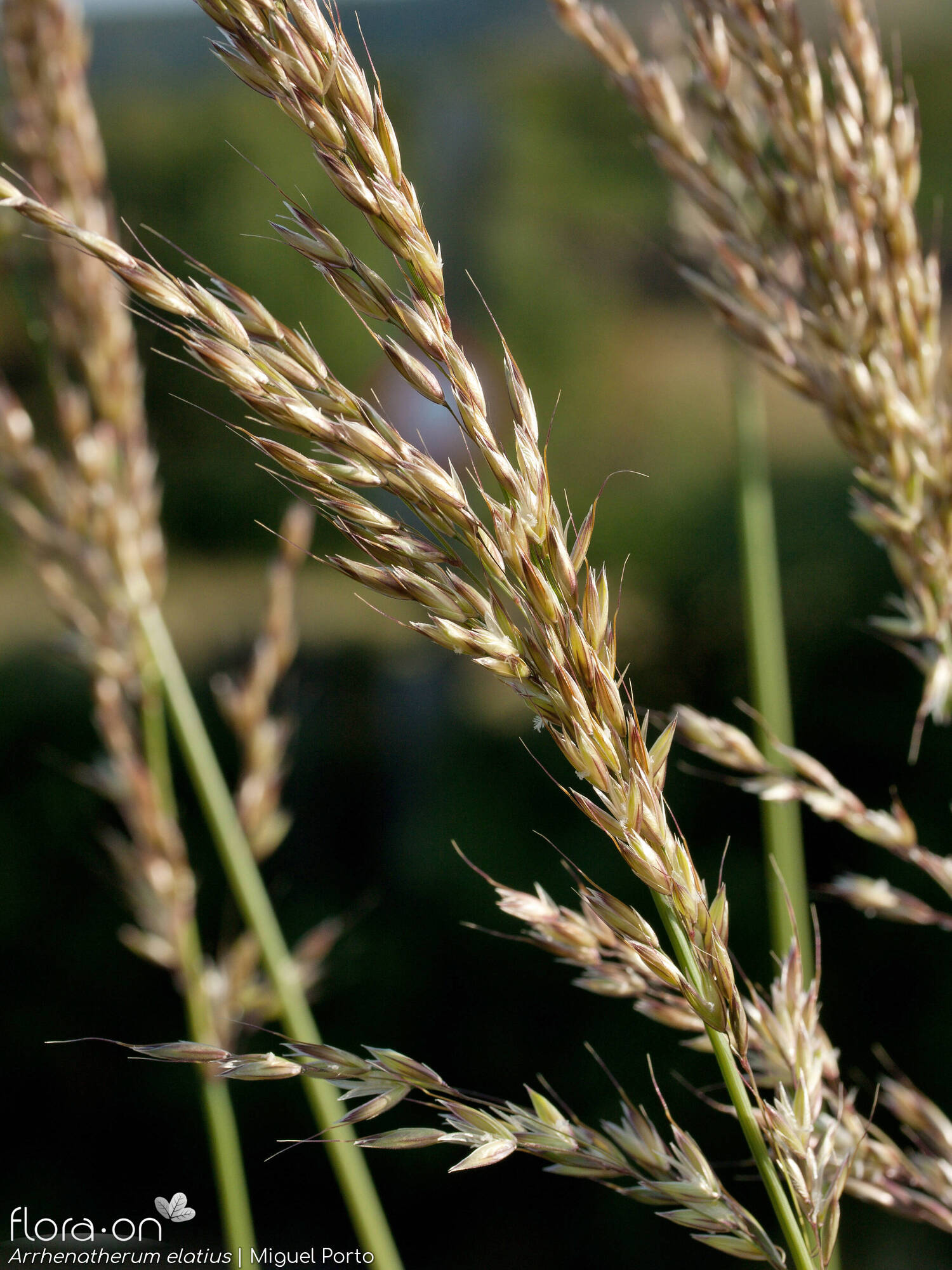 Arrhenatherum elatius - Flor (geral) | Miguel Porto; CC BY-NC 4.0