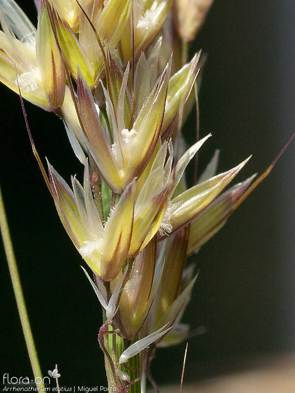 Arrhenatherum elatius - Flor (close-up) | Miguel Porto; CC BY-NC 4.0