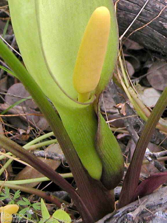 Arum italicum italicum - Flor (close-up) | Pedro Pinho; CC BY-NC 4.0
