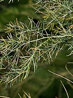 Asparagus scoparius