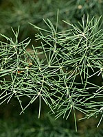Asparagus umbellatus