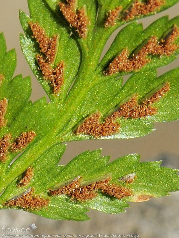 Asplenium adiantum-nigrum adiantum-nigrum - Estruturas reprodutoras | Paulo Ventura Araújo; CC BY-NC 4.0