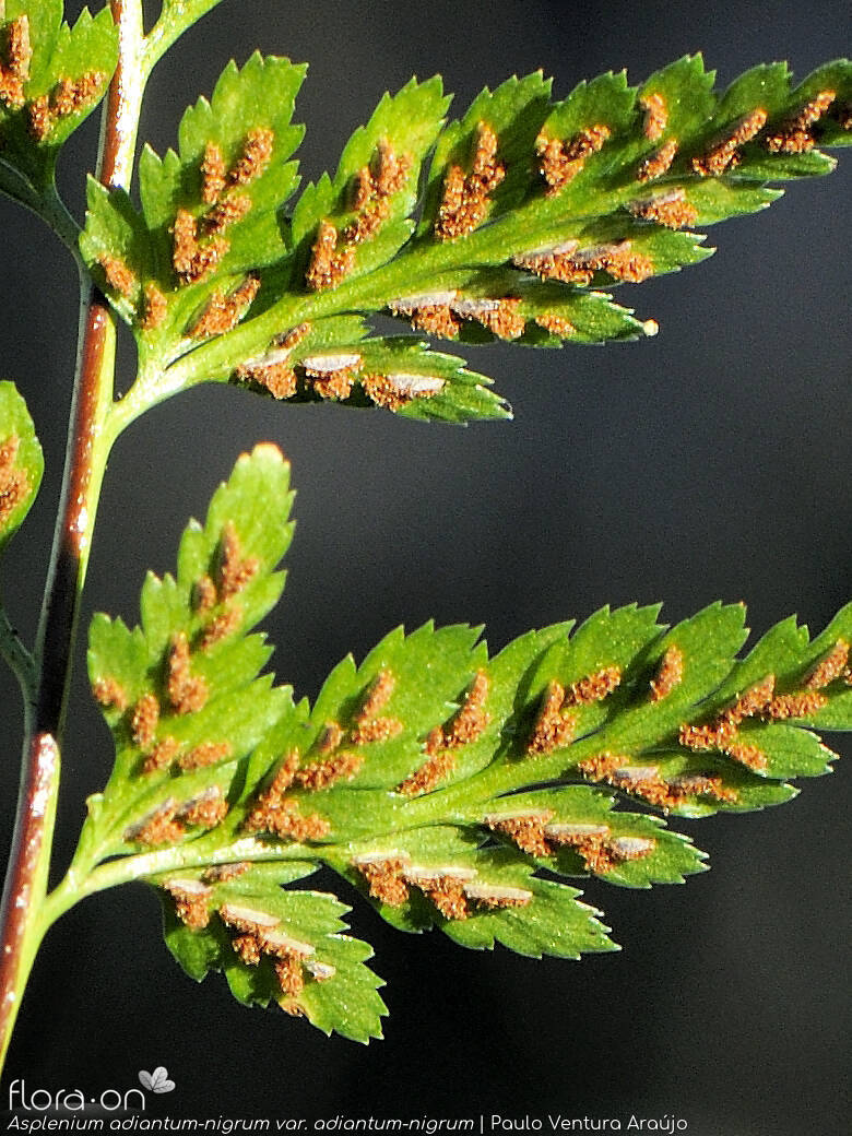 Asplenium adiantum-nigrum adiantum-nigrum - Estruturas reprodutoras | Paulo Ventura Araújo; CC BY-NC 4.0