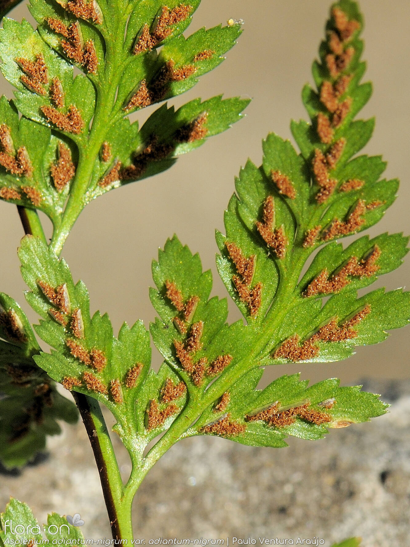 Asplenium adiantum-nigrum adiantum-nigrum - Estruturas reprodutoras | Paulo Ventura Araújo; CC BY-NC 4.0