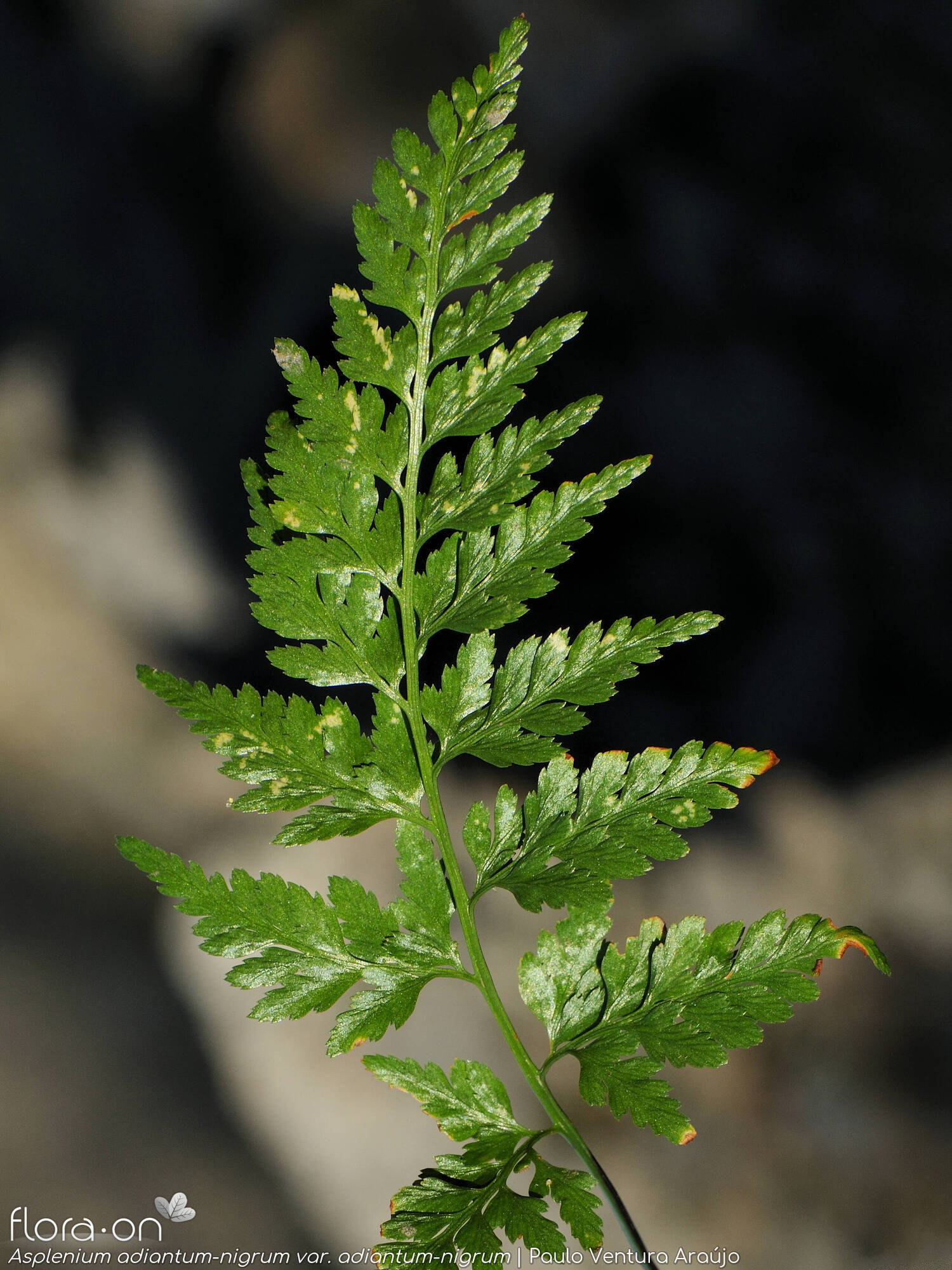 Asplenium adiantum-nigrum adiantum-nigrum - Folha | Paulo Ventura Araújo; CC BY-NC 4.0
