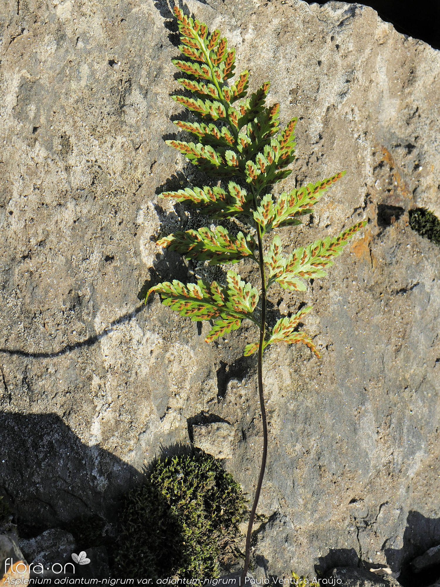 Asplenium adiantum-nigrum adiantum-nigrum - Folha | Paulo Ventura Araújo; CC BY-NC 4.0