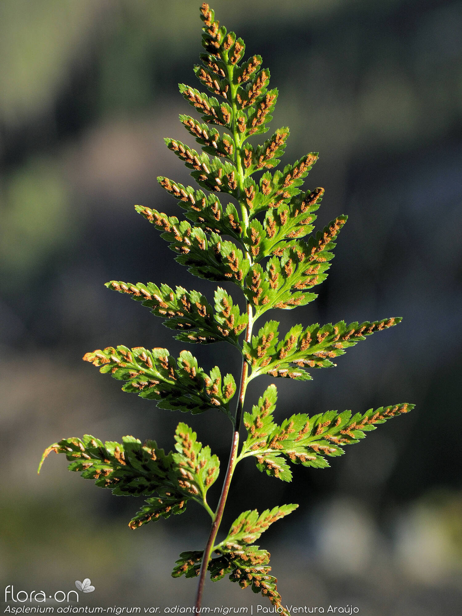 Asplenium adiantum-nigrum adiantum-nigrum - Folha | Paulo Ventura Araújo; CC BY-NC 4.0