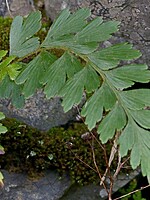 Asplenium aethiopicum