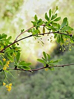 Berberis maderensis