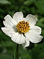 Bidens alba