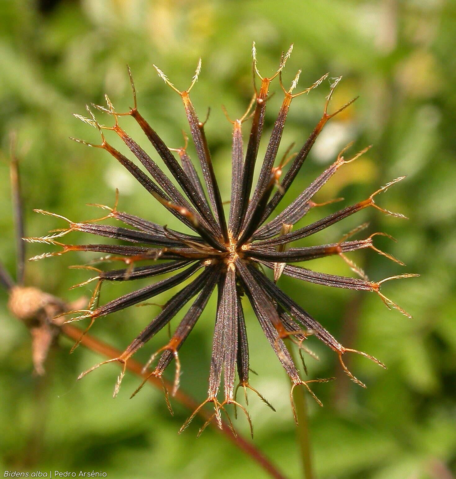 Bidens alba - Capítulo frutífero | Pedro Arsénio; CC BY-NC 4.0