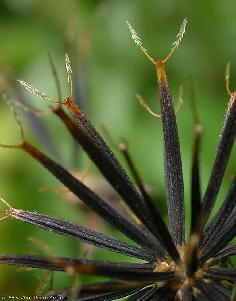 Bidens alba - Fruto | Pedro Arsénio; CC BY-NC 4.0