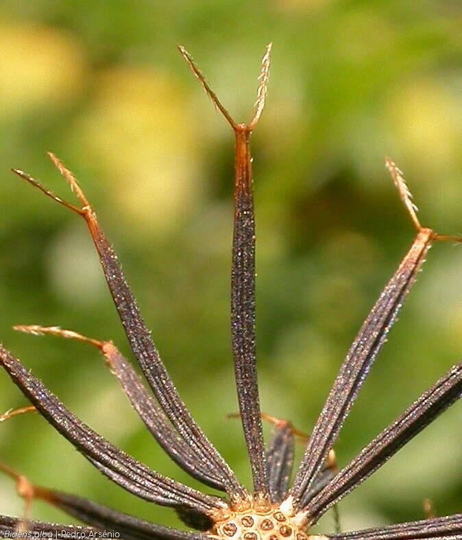 Bidens alba - Fruto | Pedro Arsénio; CC BY-NC 4.0