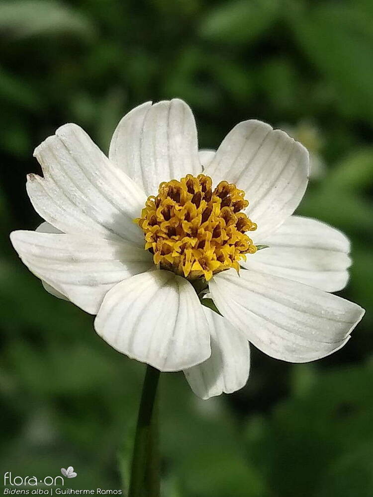 Bidens alba