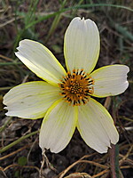Bidens aurea