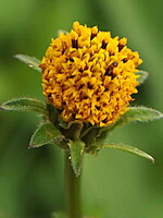 Bidens pilosa-(1)