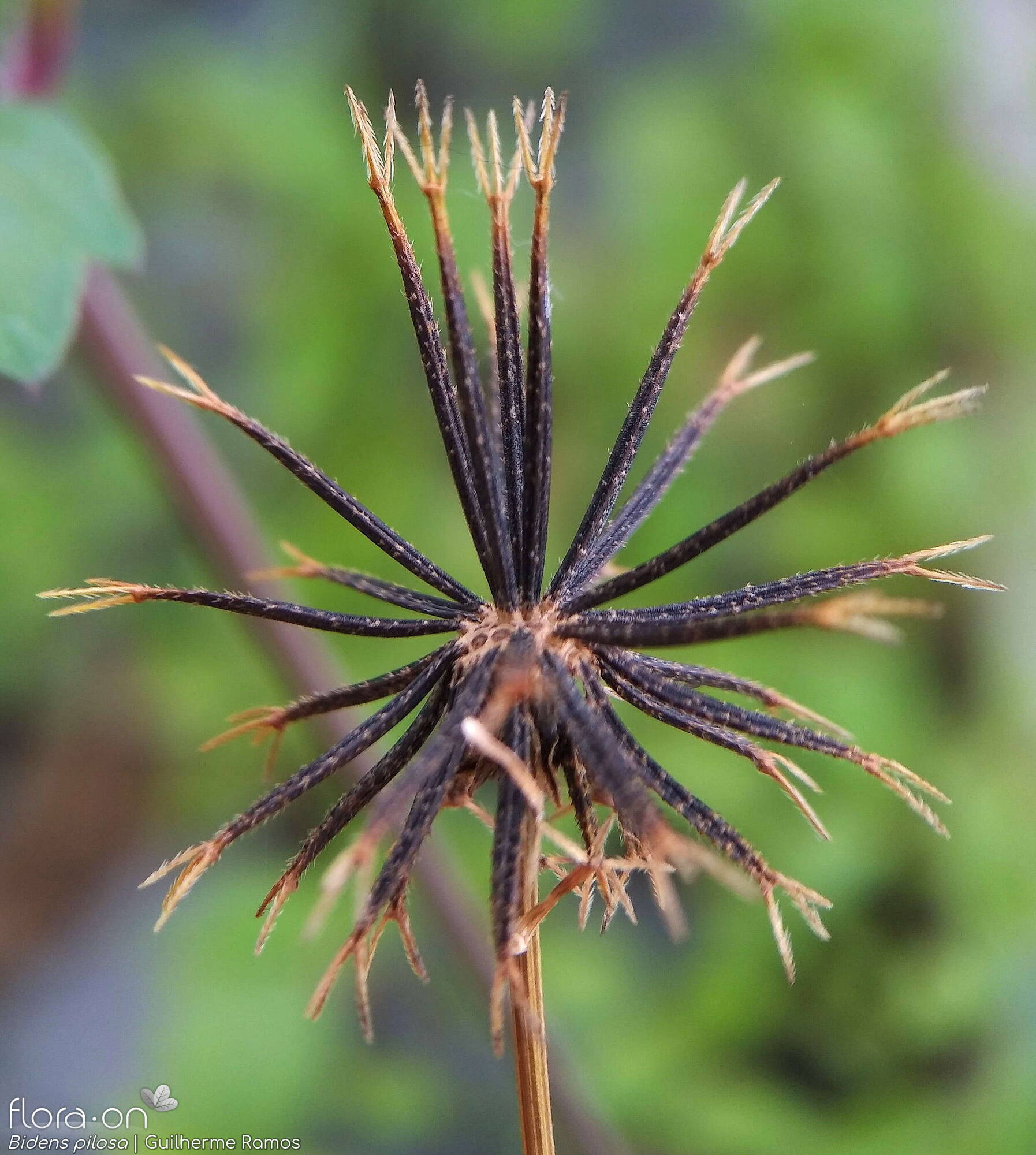 Bidens pilosa-(1) - Capítulo frutífero | Guilherme Ramos; CC BY-NC 4.0