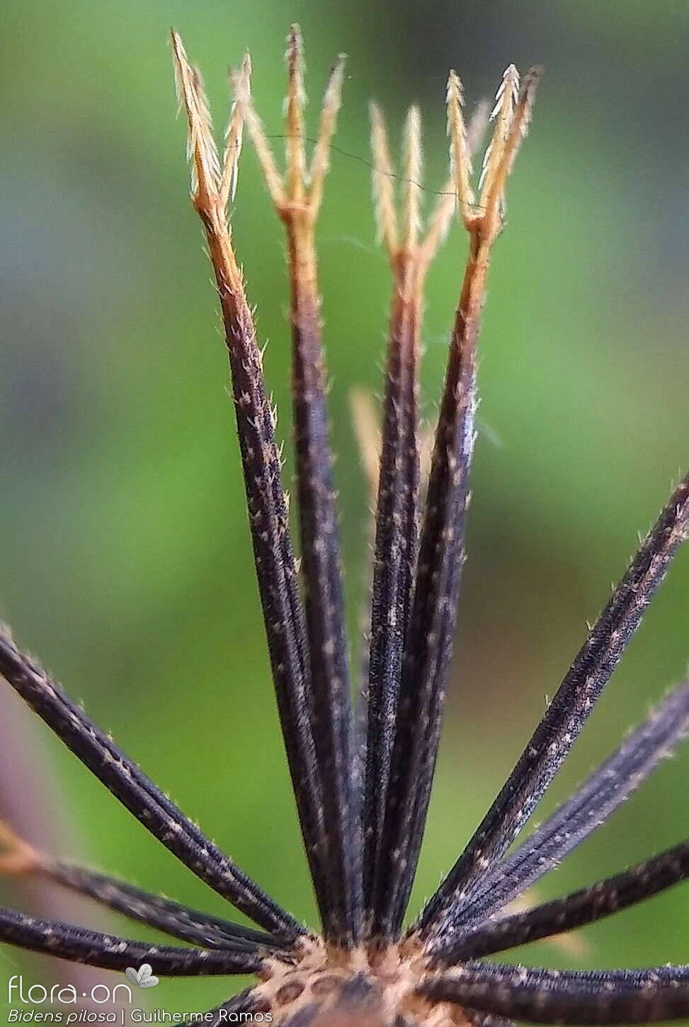 Bidens pilosa-(1) - Semente | Guilherme Ramos; CC BY-NC 4.0