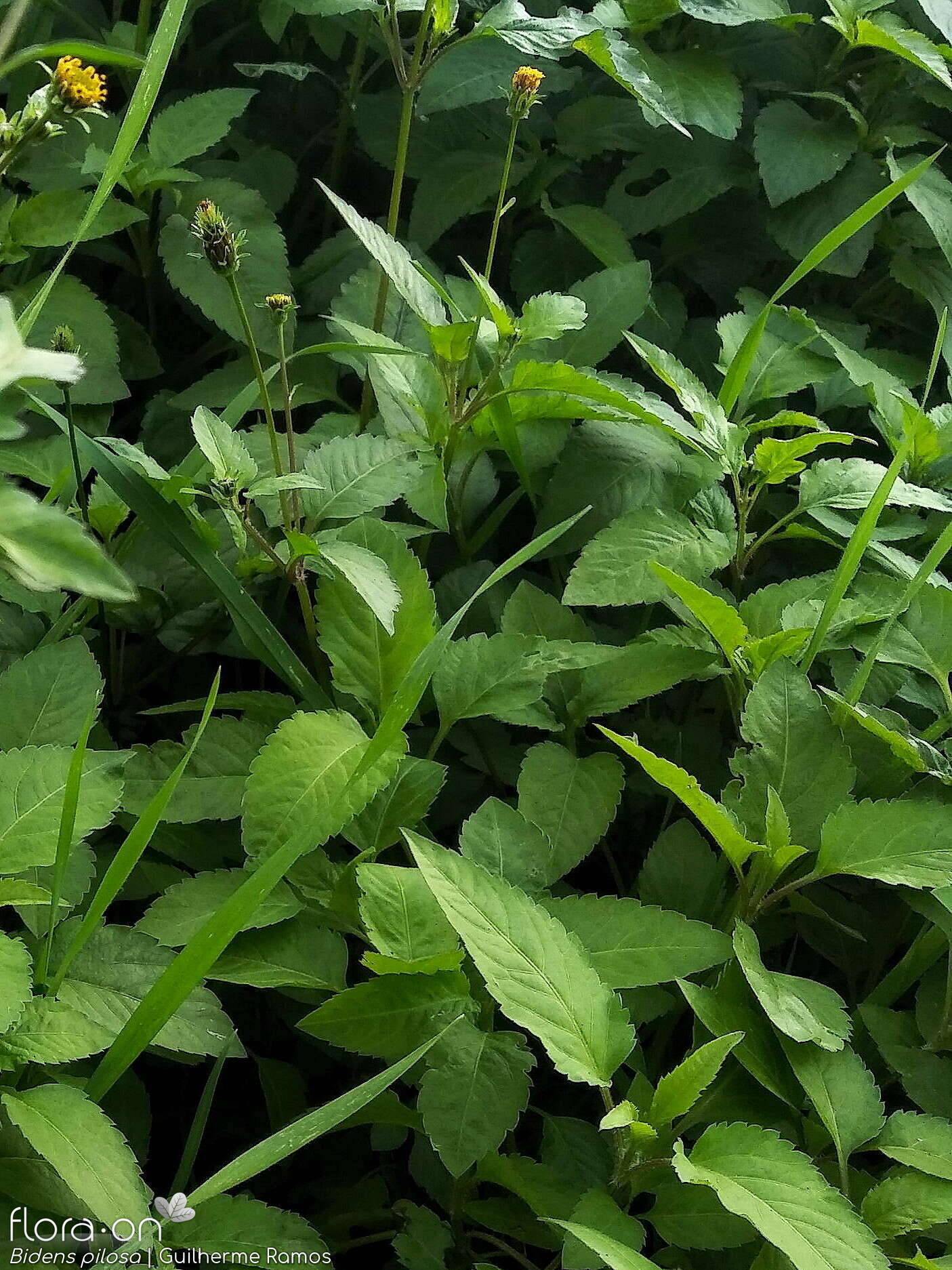 Bidens pilosa-(1) - Folha (geral) | Guilherme Ramos; CC BY-NC 4.0