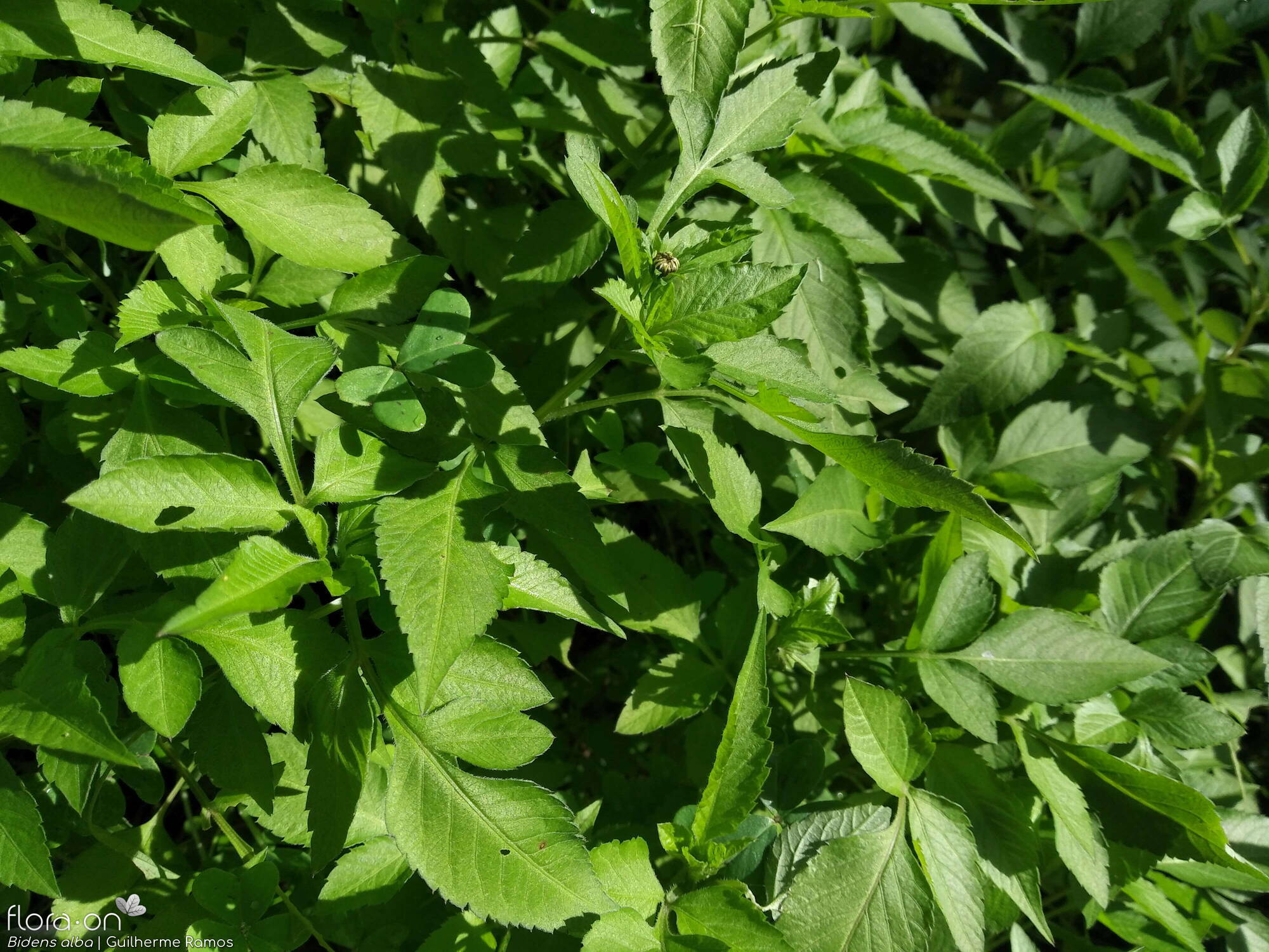 Bidens pilosa-(2) - Folha (geral) | Guilherme Ramos; CC BY-NC 4.0