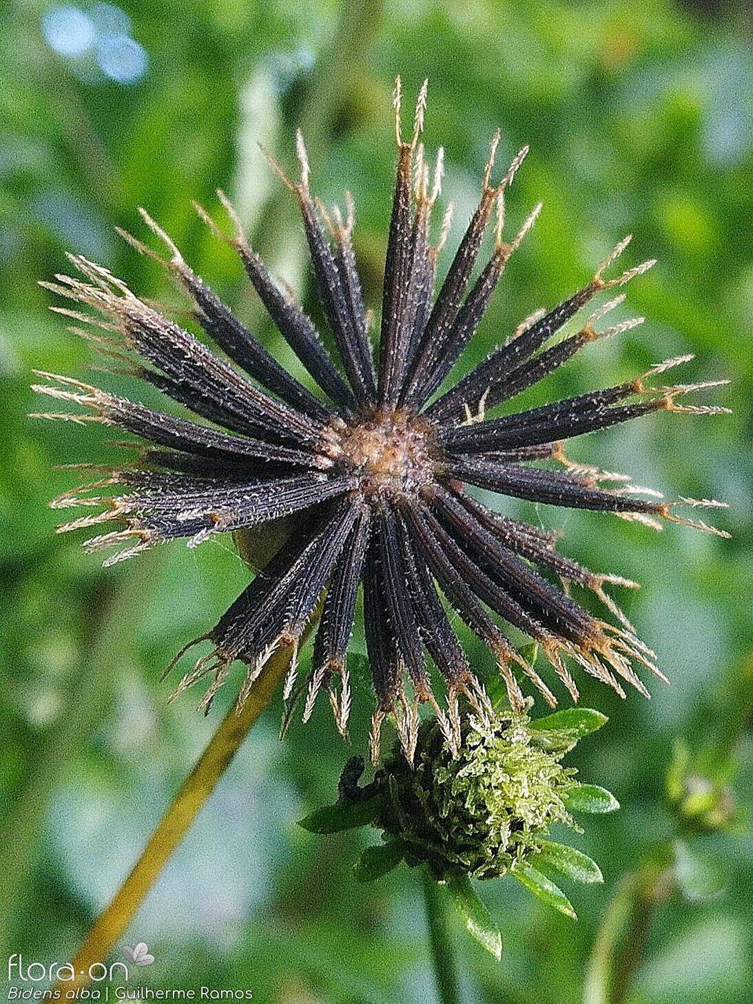 Bidens pilosa-(2) - Capítulo frutífero | Guilherme Ramos; CC BY-NC 4.0