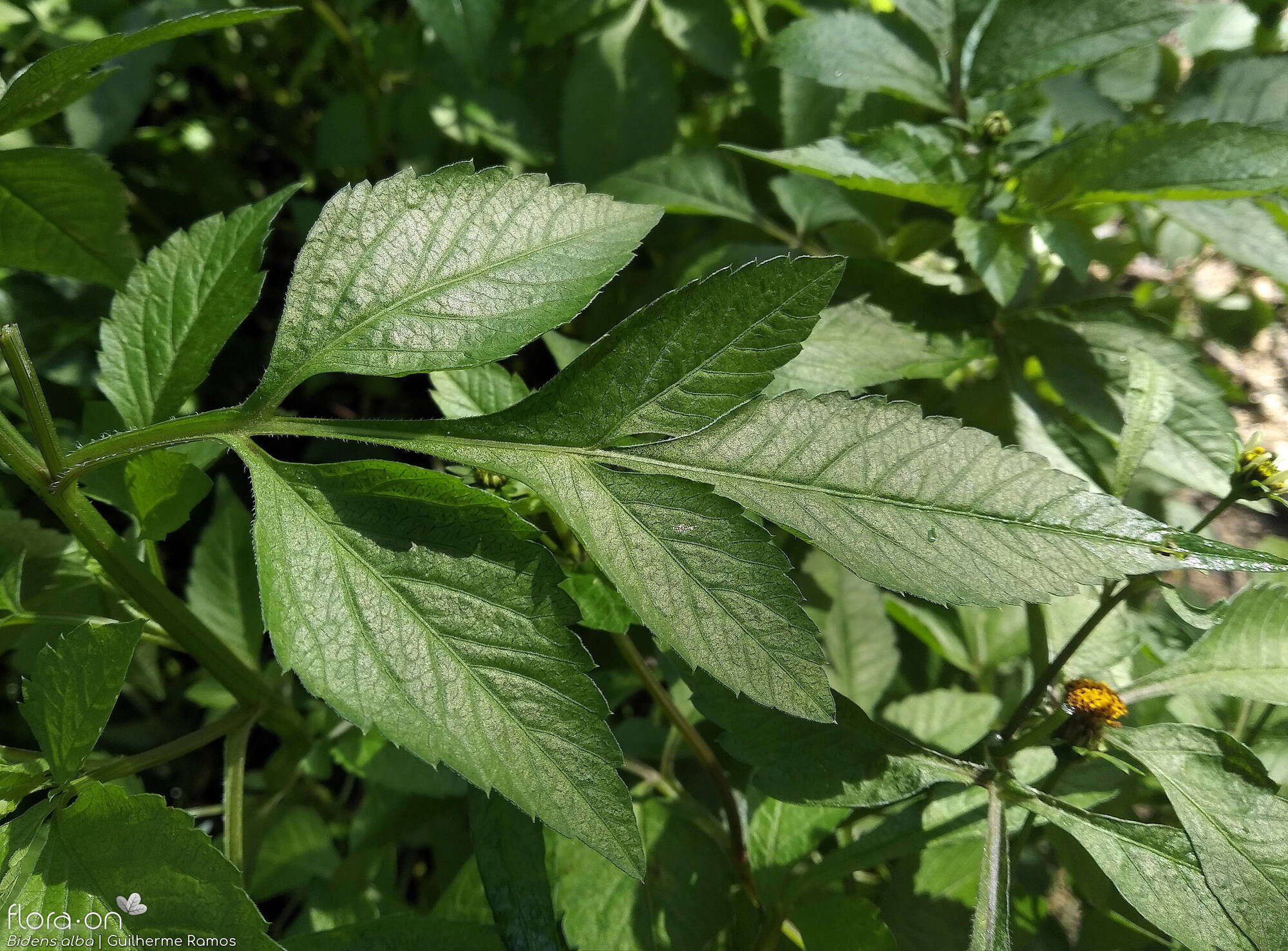 Bidens pilosa-(2) - Folha | Guilherme Ramos; CC BY-NC 4.0