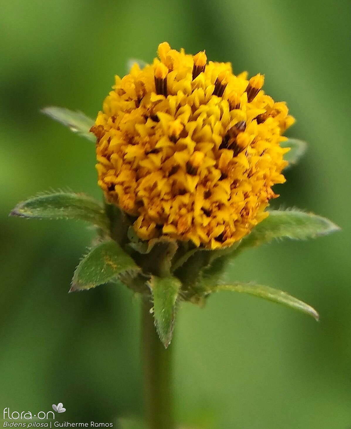 Bidens pilosa-(2) - Capítulo | Guilherme Ramos; CC BY-NC 4.0